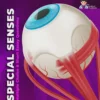 Special Senses Module - iNerd