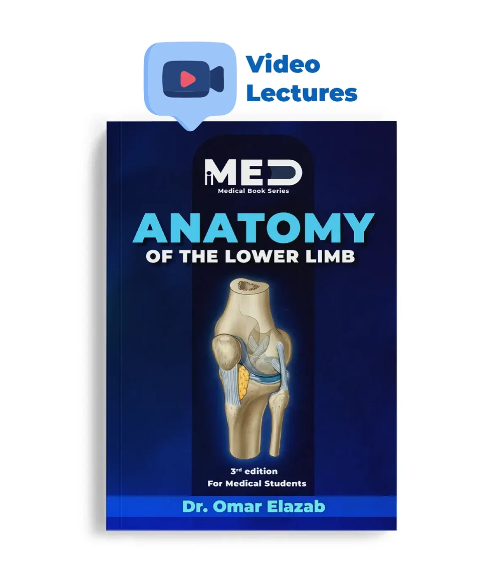 24341234342141242134.webp Anatomy of the Lower Limb - iMed - Image 1